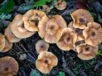 Ausschnitt aus hellbrauner Pilzgruppe mit dunkelbrauner Mitte